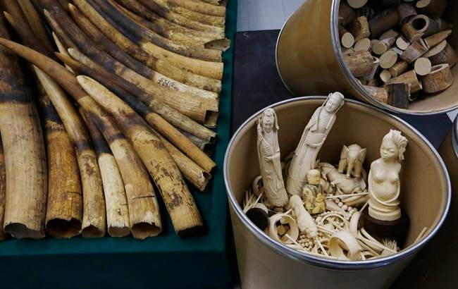 Confiscated ivory is displayed at a chemical waste treatment center in Hong Kong Thursday, May 15, 2014.