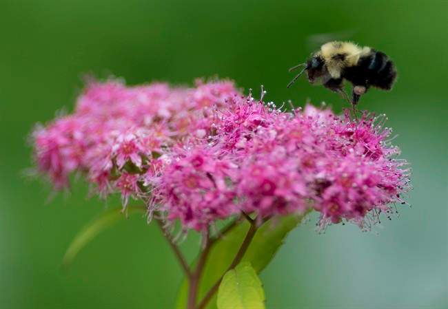Garden centre flowers test positive for ‘bee-killing’ pesticide, study says