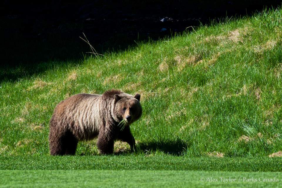 A grizzly bear wandering on a golf course in Banff National Park.