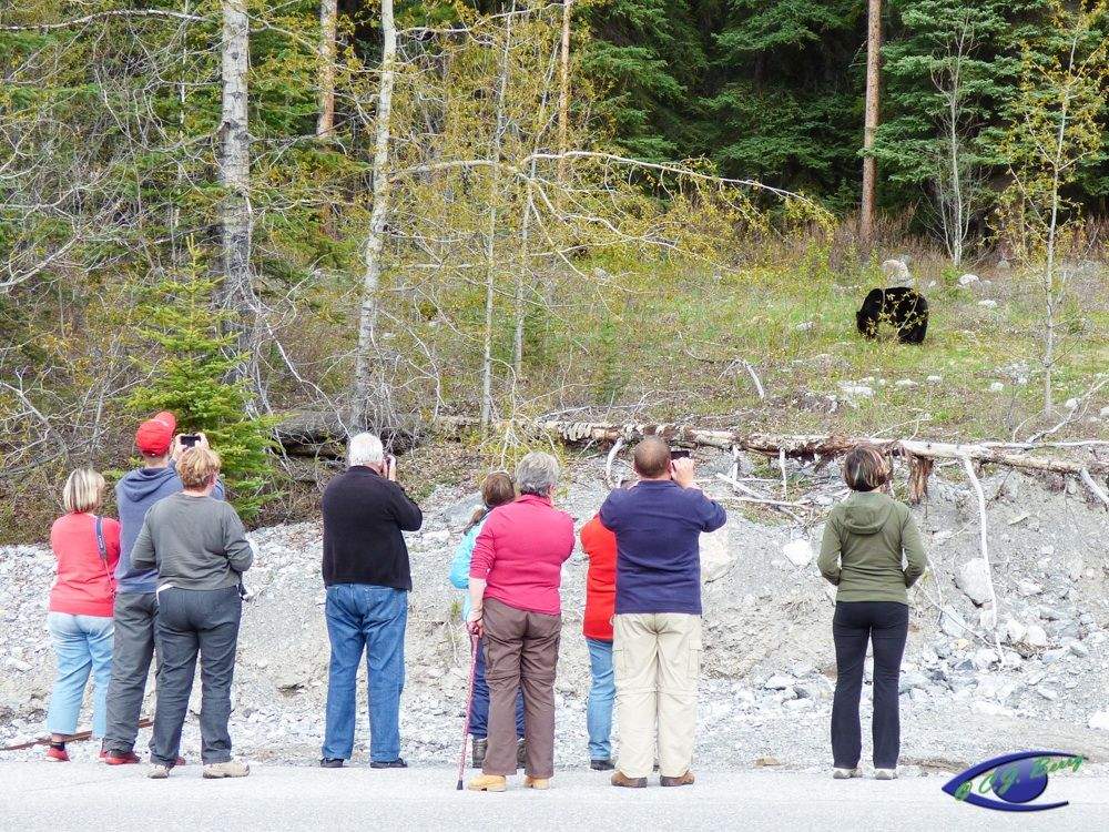 Tourists take photos of a bear. Courtesy of Cynthia Berry.