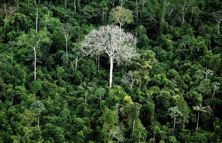 FILE: The Amazon rainforest near Altamira, Brazil. Experts say funding carbon offset programs like tree planting could be made more efficient and transparent by using blockchain technology.