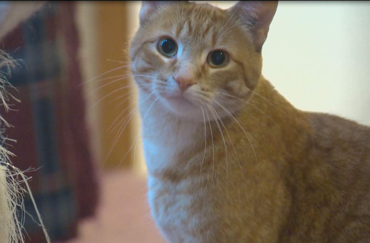 A file photo of a cat (not involved in this story).