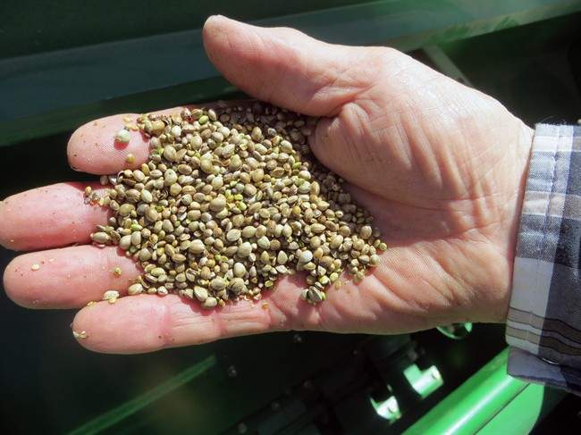 For the most part, hemp seeds are already considered superfoods, but Nielsen says many people don’t realize how healthy they actually are. “We typically talk about omega-3 fatty acids, which hemp seeds have, but they also contain a unique omega-6 fatty acid called gamma linolenic acid that also helps to fight inflammation.”