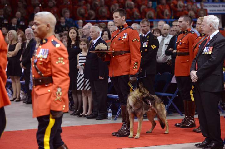 RCMP dog Danny follows the casket of his partner, the late RCMP Const. Dave Joseph Ross, as they arrive for the RCMP regimental funeral for three slain officers on Tuesday, June 10, 2014 in Moncton, N.B.