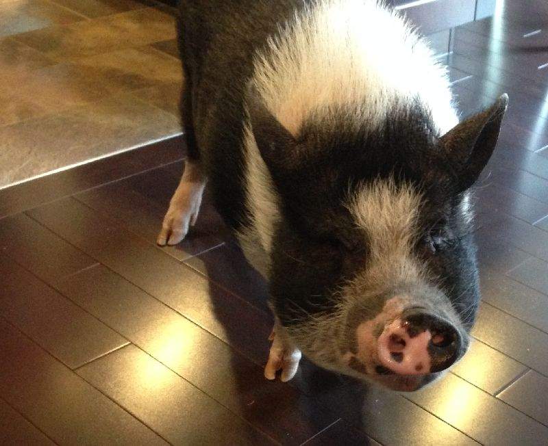 Eli the pot-bellied pig.