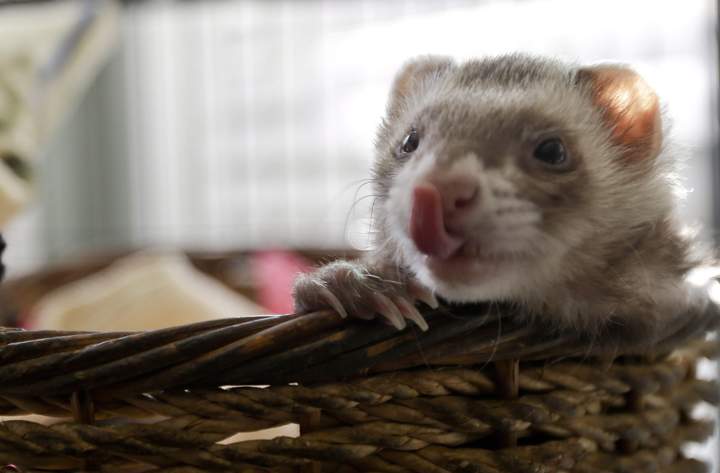Two people in Moose Jaw, Sask., and a pet ferret were injured in a stabbing early Sunday morning.