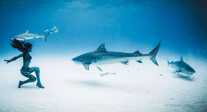 Amazing footage, shot by Emmy award-winning cinematographer Shawn Heinrichs, shows Hannah Fraser dancing on the bottom of the seabed with the sharks swimming around her.