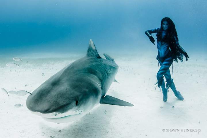 The model undertook the dangerous swim to oppose the culling of tiger sharks, which are a threatened species due to finning and fishing by humans.