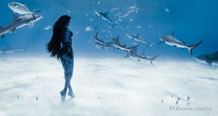 The British-born model Hannah Fraser watches on as the tiger sharks attack smaller fish.