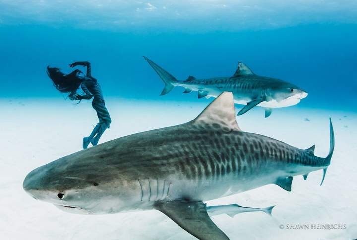 Hannah Fraser held her breath and plunged approximately 50 feet below the Atlantic Ocean in the Bahamas to swim with a shoal of the dangerous sharks.