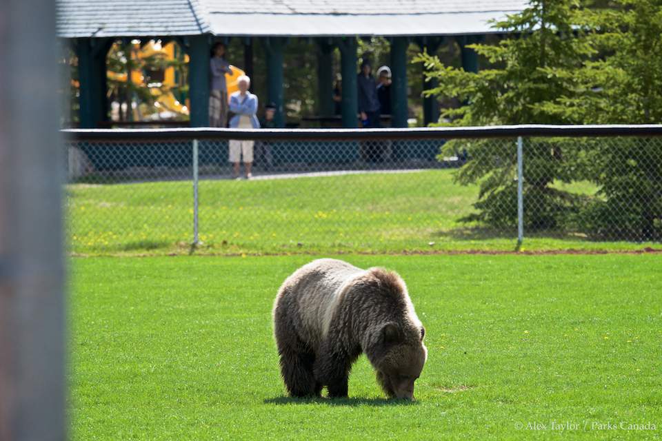 A grizzly bear is seen near the Cave and Basin National Historic Site in Banff National Park.