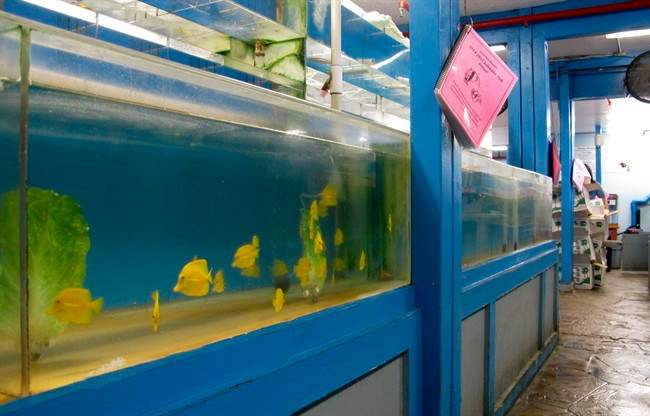 Fish in a tank.