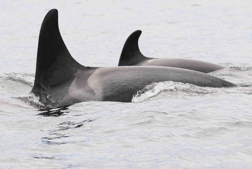 Springer and her calf sighted recently.