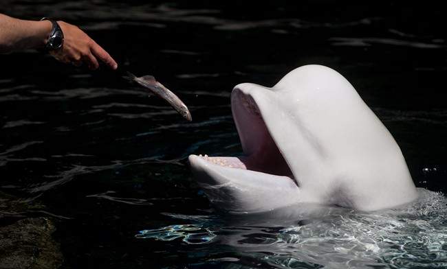 A file photo of beluga whale Aurora at the Vancouver Aquarium in Vancouver, B.C.