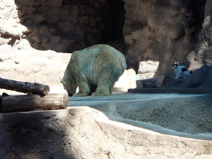 Arturo polar bear Mendoza Zoo Argentina