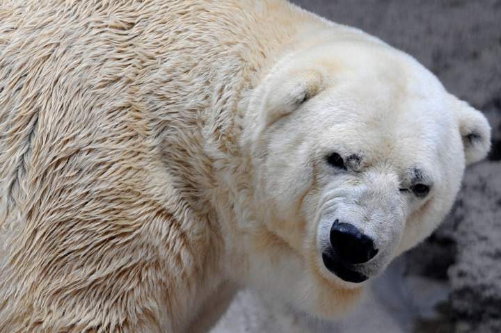 Arturo, the only polar bear in Argentina
