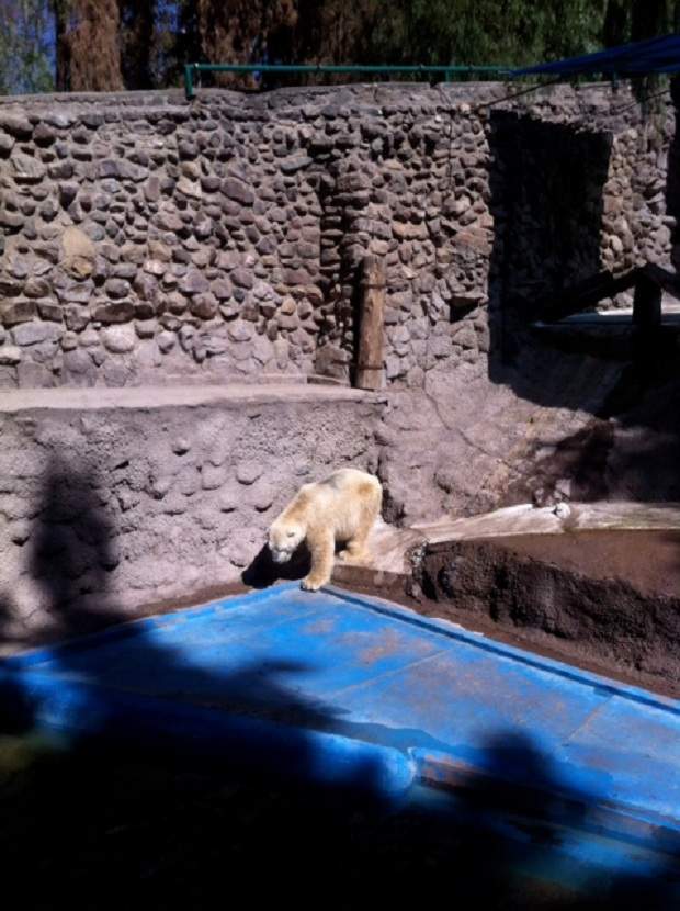 Arturo polar bear Mendoza Zoo Argentina