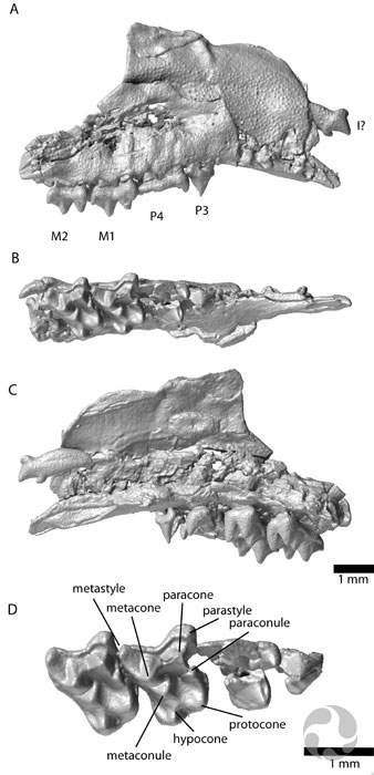 CT scans of the hedgehog fossil.