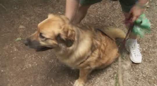 "Jake" with his owner at the site of the bear attack.