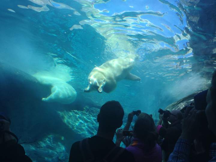 Polar bears swim over media in the tunnel below their pool at the Journey to Churchill exhibit at Winnipeg’s Assiniboine Park Zoo.