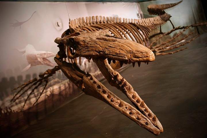 Bruce, on display at the Canadian Fossil Discovery Centre in Morden, Man., is the largest publicly exhibited mosasaur in the world, the centre says. The museum is one of seven with endowment funds set up by the Manitoba government Friday.