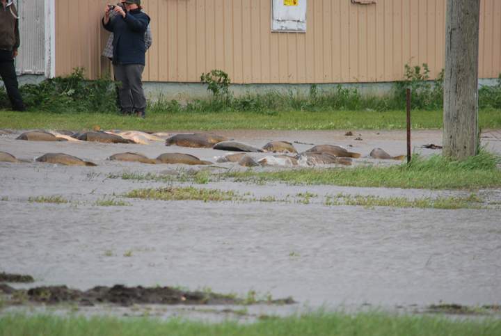 Delta Beach carp Lake Manitoba