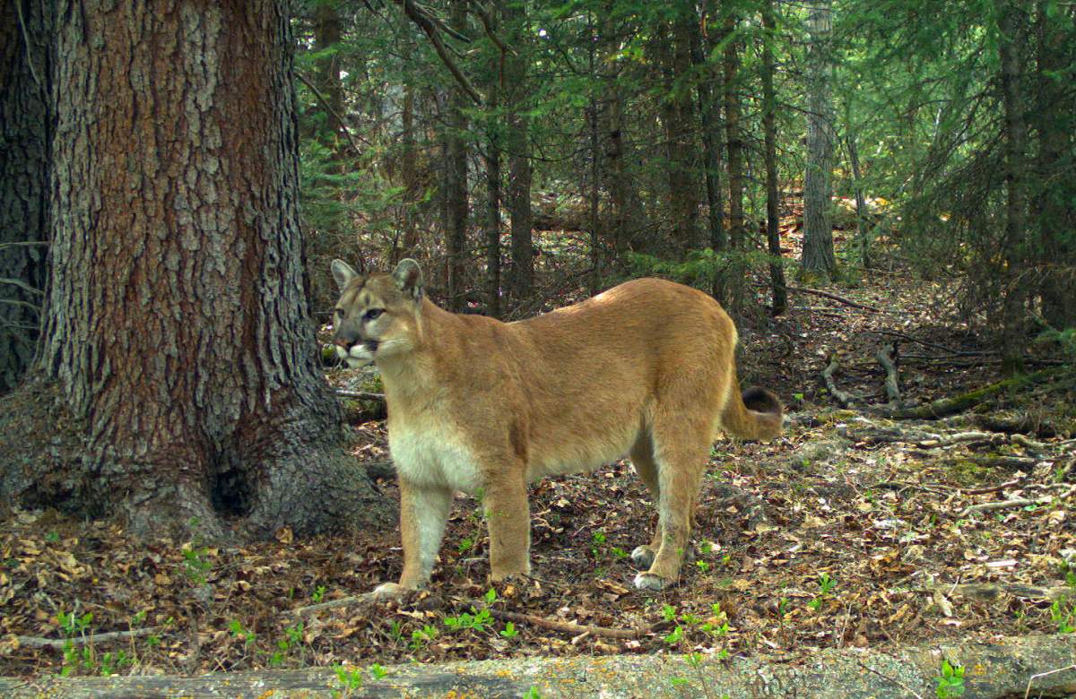 Cougar