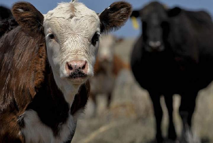 RCMP in Biggar have cracked a case of alleged cattle theft dating back to 2008.
