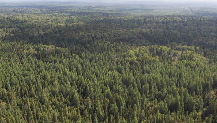 The Boreal Forest