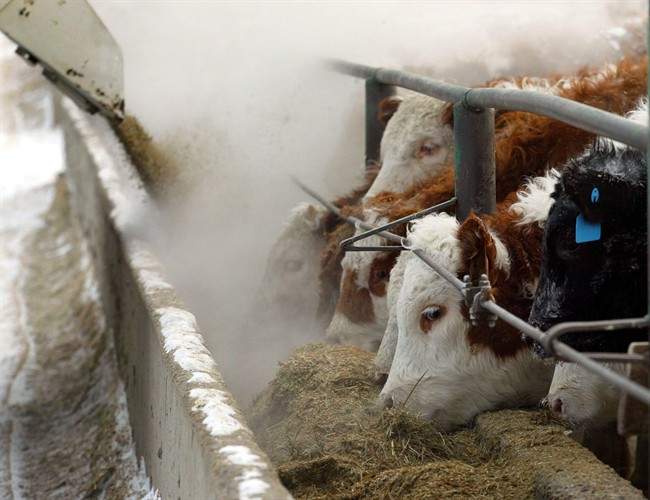 Antibiotics in livestock