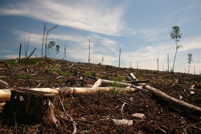 A clear cut section of forest is seen on Grassy Narrows First Nation territory near Dryden, Ont., in this 2006 handout image. THE CANADIAN PRESS/HO.