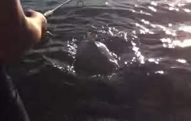 A frame from a videoshows what the posters claimed was a shark near Kingston, Ont, posted to YouTube on July 10, 2014.