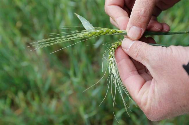 A farmer holds a shafts of wheat, in Frederick, Okla. on April 23, 2013.
