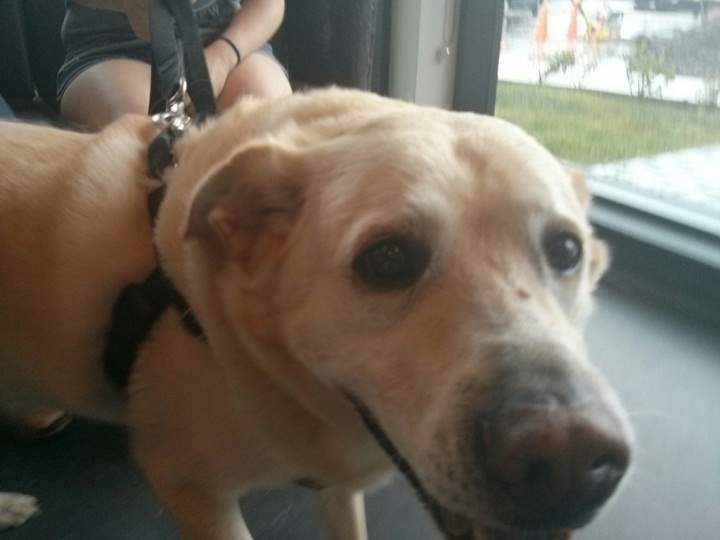 Jack is a Lab-mix who used to wear a pronged collar.