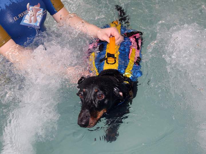Dog obesity and fitness camps