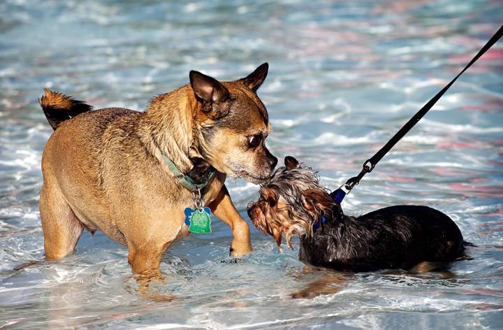 With the summer season underway, experts are continuously reminding pet owners about summer safety tips.
