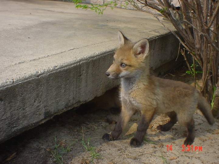 A family of foxes discovered under a step in Montreal in 2004.