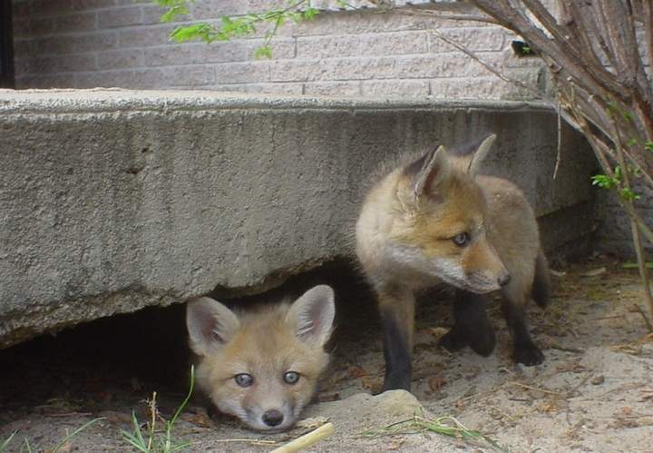A family of foxes discovered under a step in Montreal in 2004.