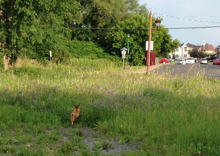 A fox spotted in Vaudreuil, Que. in July 2014.