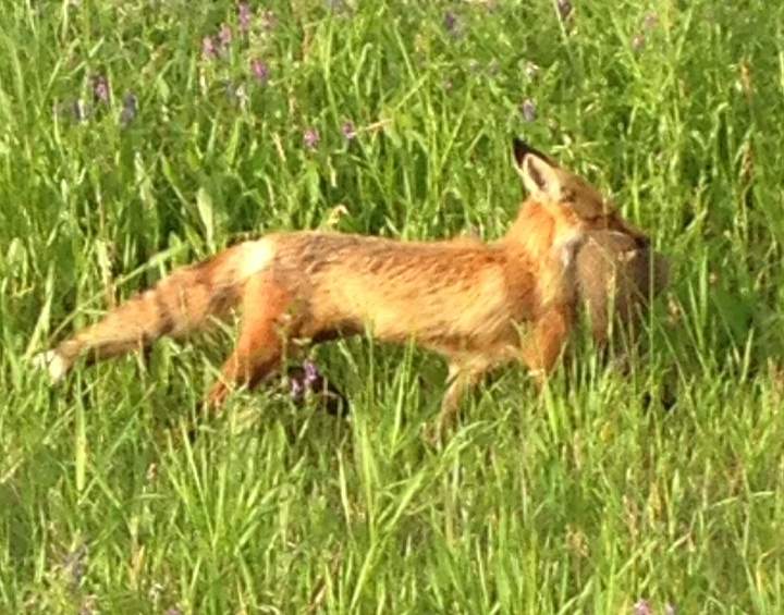 A fox spotted in Vaudreuil, Que. in July 2014.