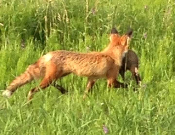 A fox spotted in Vaudreuil, Que. in July 2014.