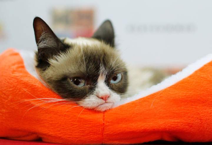Grumpy Cat