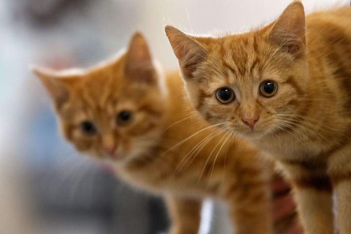 Two kittens awaiting new homes.