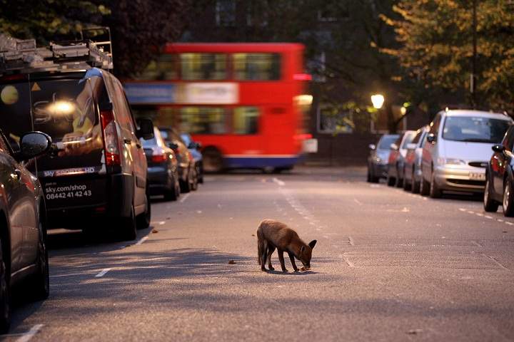 An urban fox forages for food at dawn on a suburban street on October 18, 2010 in London, England.