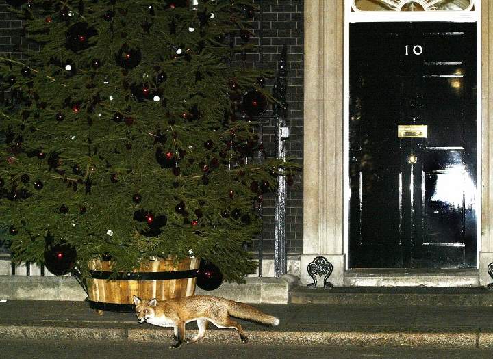 An urban fox passes the door to No 10. Downing St, the home of Britain's Prime Minister.