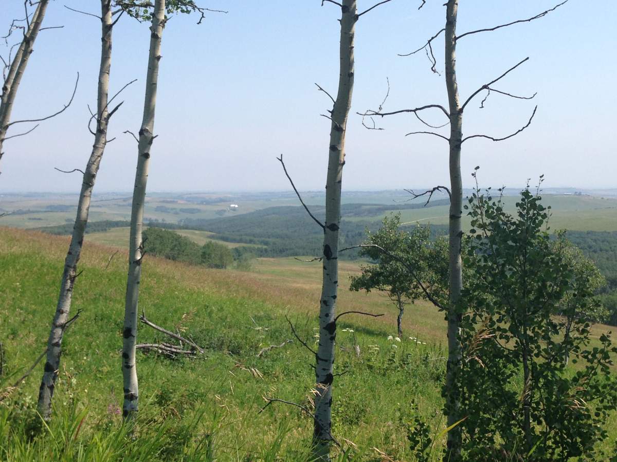 Dry conditions are prompting a fire ban in the M.D. of Foothills.