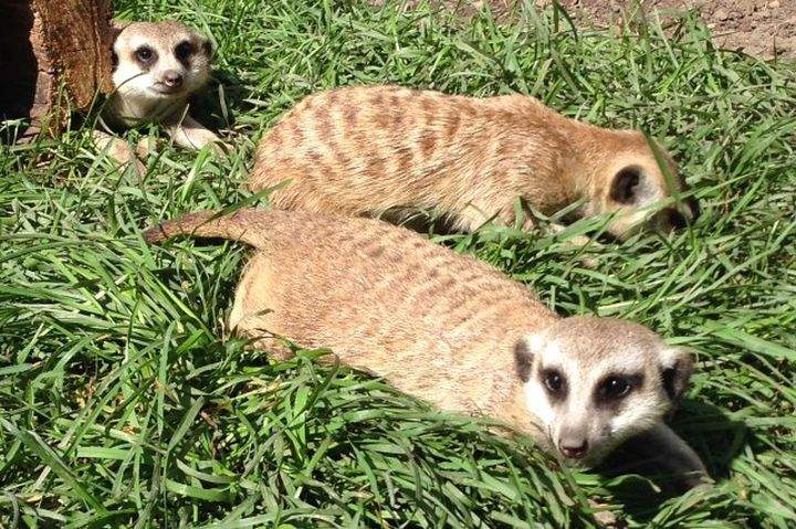 meerkat