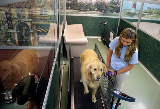 Fat camps offer pudgy pets 'pawlates' to slim down