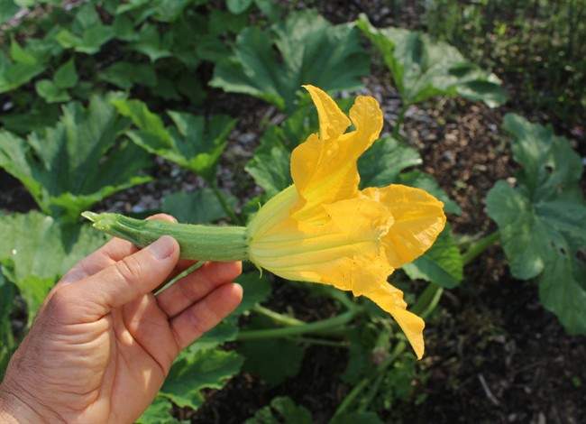 Small is sometimes better in the vegetable world