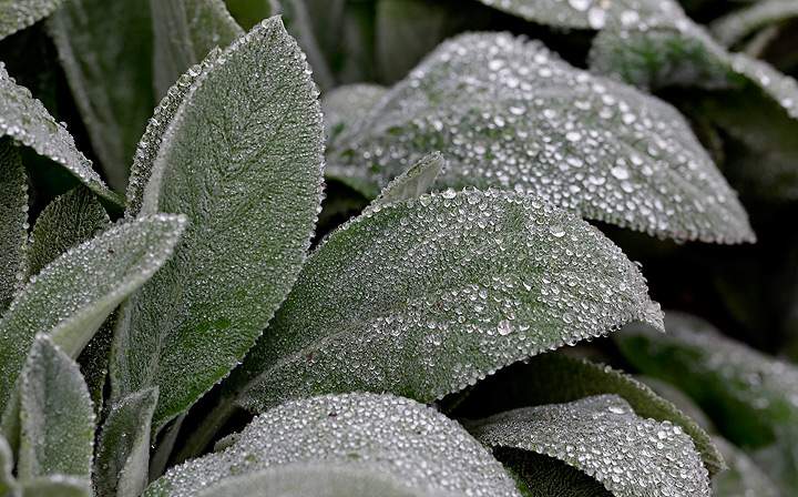 Lamb’s ear plants (pictured here) are a good choice for natural toilet paper in the woods – so soft!